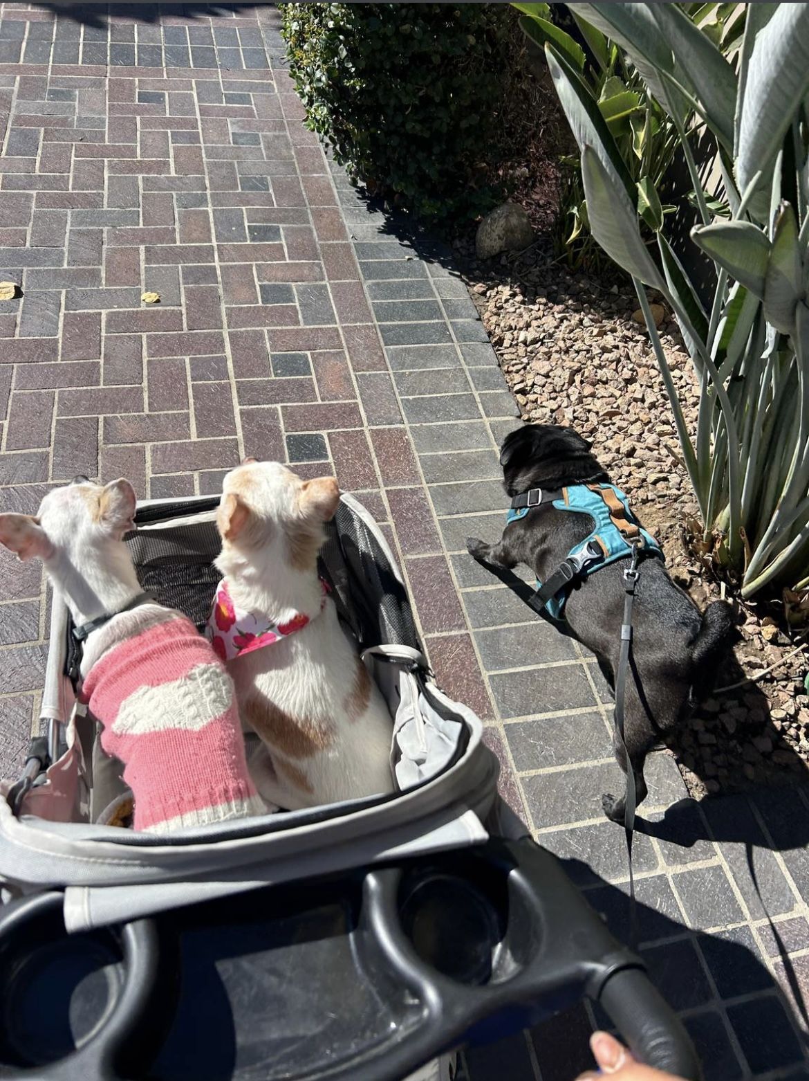 Hero photo for Vanessa's Pawsitively Caring Pet Care